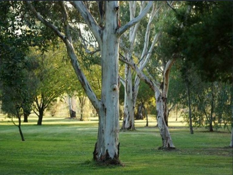 Horses Healing Us - Home Paddock