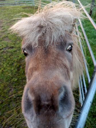 Horses Healing Us - Yogi Close