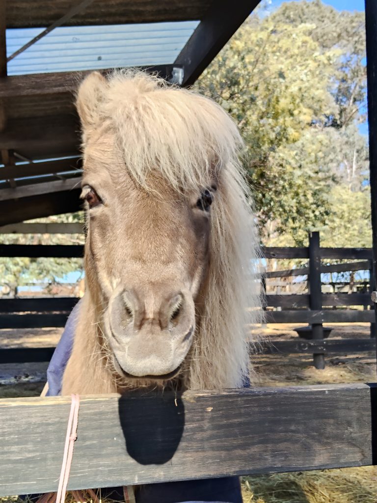Yogi - Horses Healing Us